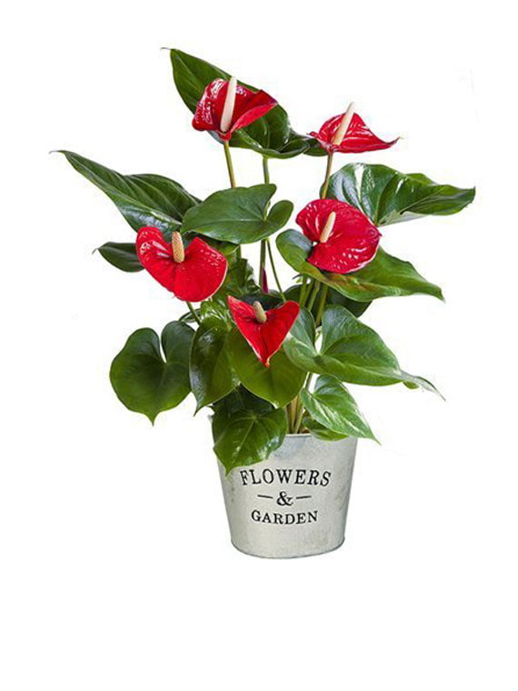 kırmızı-antoryum-80-min