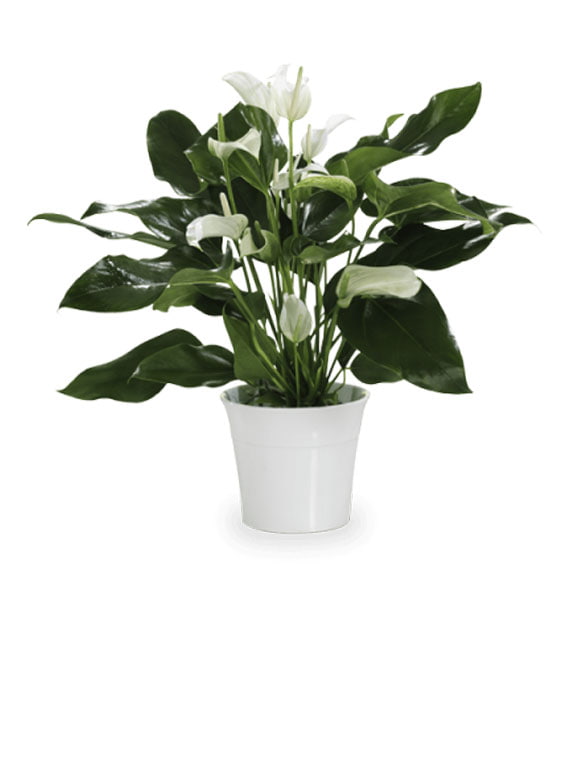 saksıda-lilyum-70-min