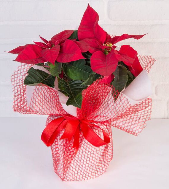 ATATÜRK ÇİÇEĞİ