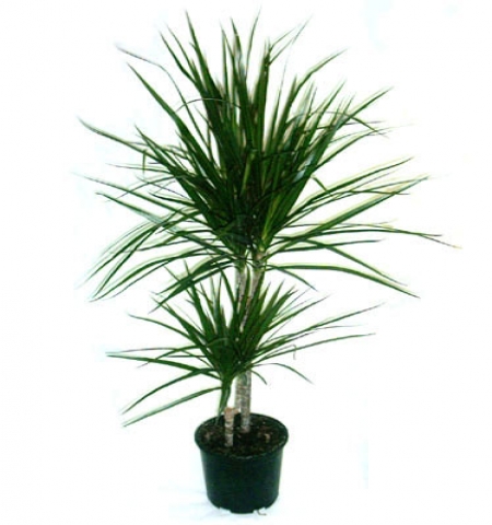 İKİLİ MARGİNATA(DRECENA)