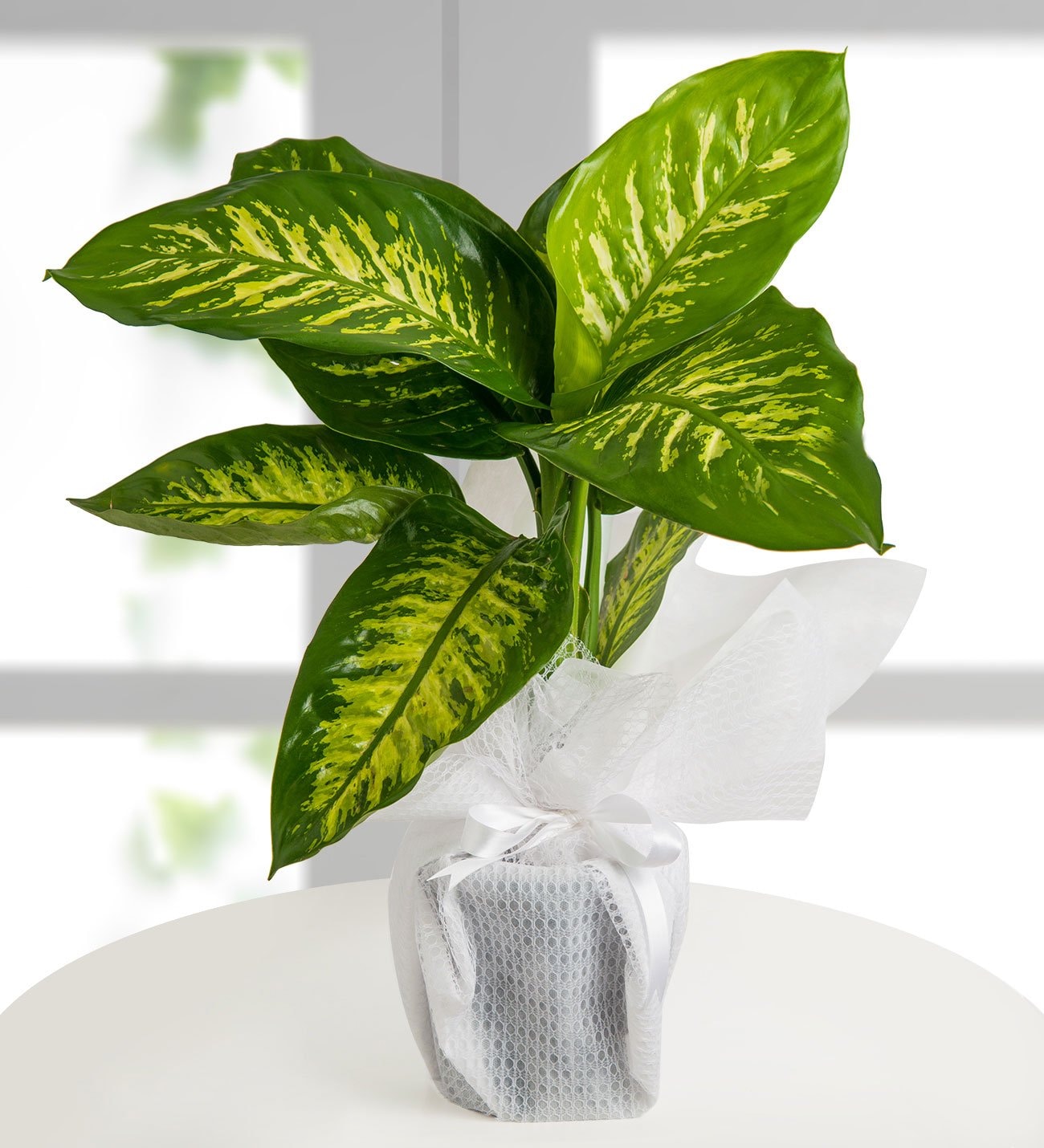 tropic-snow-at964-1-4